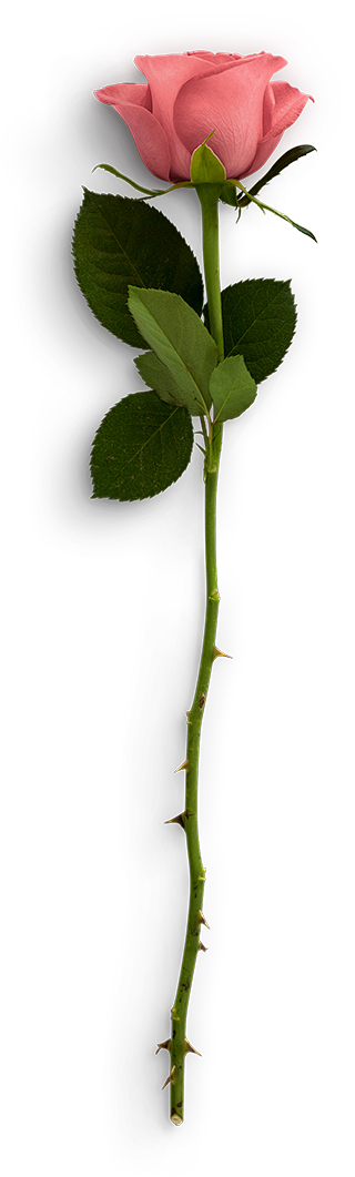 摄影真花玫瑰叶子png免抠546