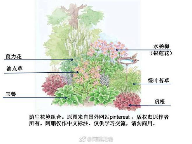 植物花境手繪花境平面圖手繪北方花境植物配置表花境設計圖手繪植物