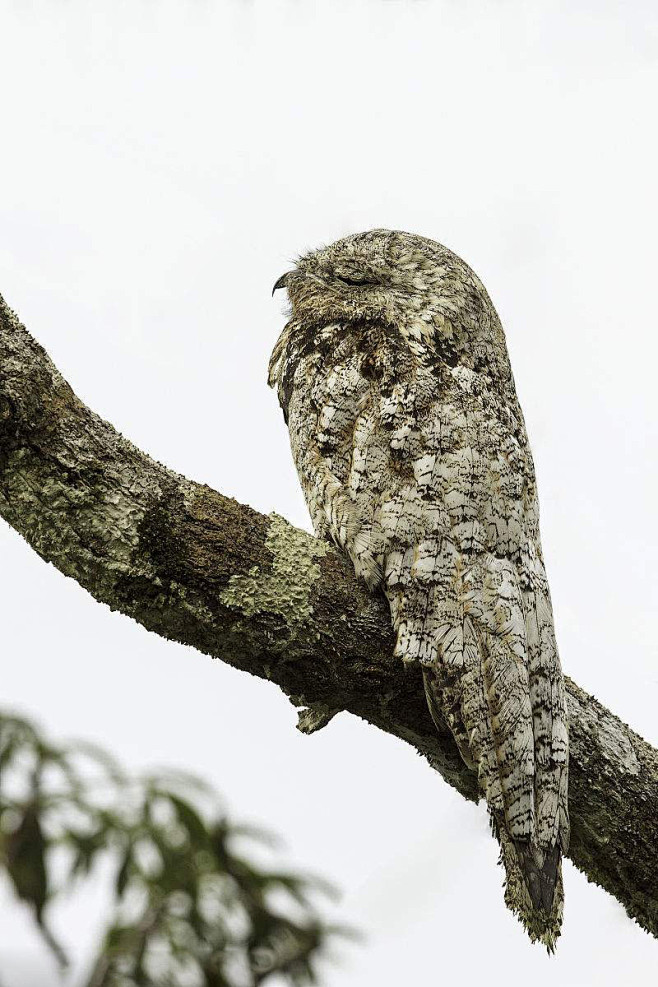 夜鹰目·林鸱科·林鸱属:林鸱