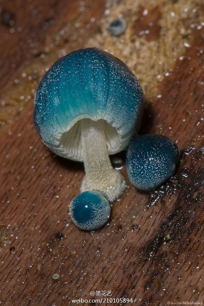 炫蓝蘑菇mycenainterrupta俗称精灵的梧桐是蘑菇的一种颜色鲜丽但是并