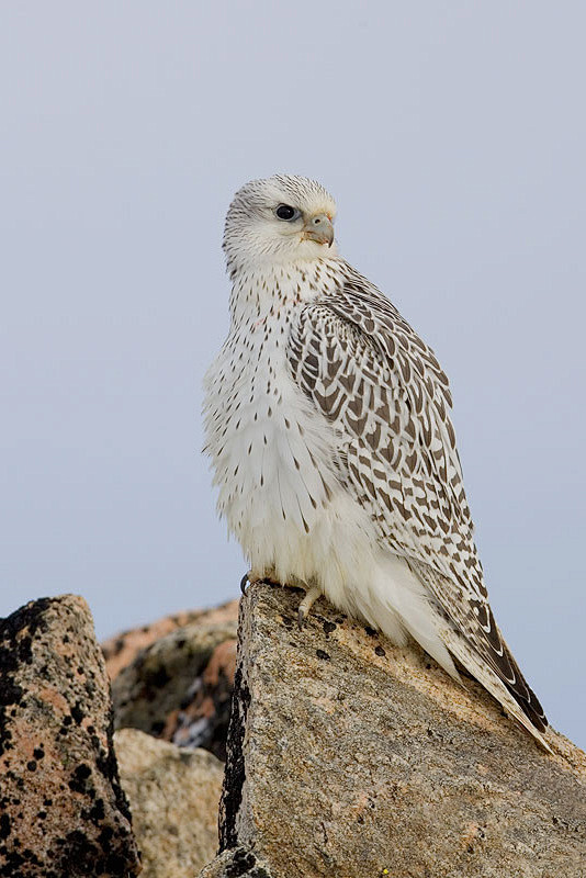 隼形目隼科隼属矛隼