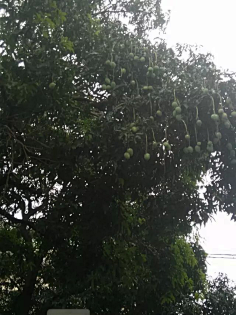 忘川漪涟采集到我拍摄的花花草草