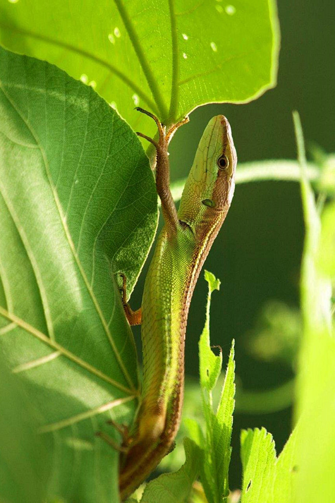 蜥蜴目·蜥蜴科·草蜥属:草蜥