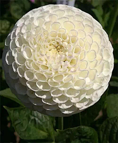清新=淡雅采集到花朵