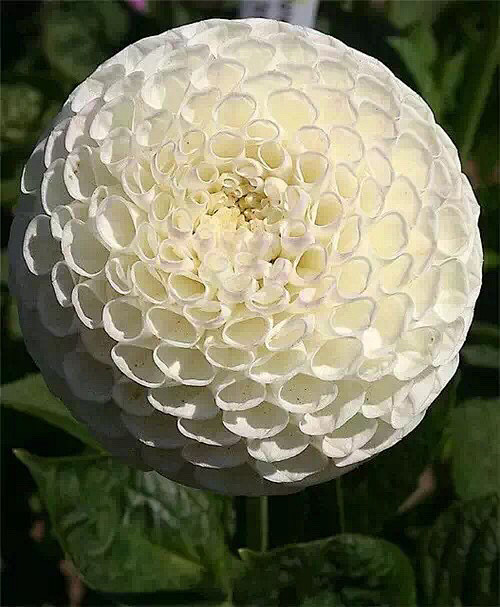清新=淡雅采集到花朵