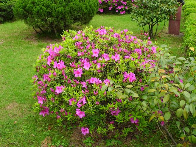 绿色尘埃从bo大胖小胖转采于2018-05-15 20:03:42春鹃球植物单株意向