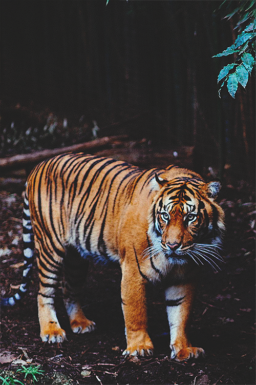 sumatrantiger
