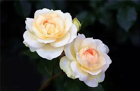 清新=淡雅采集到花朵