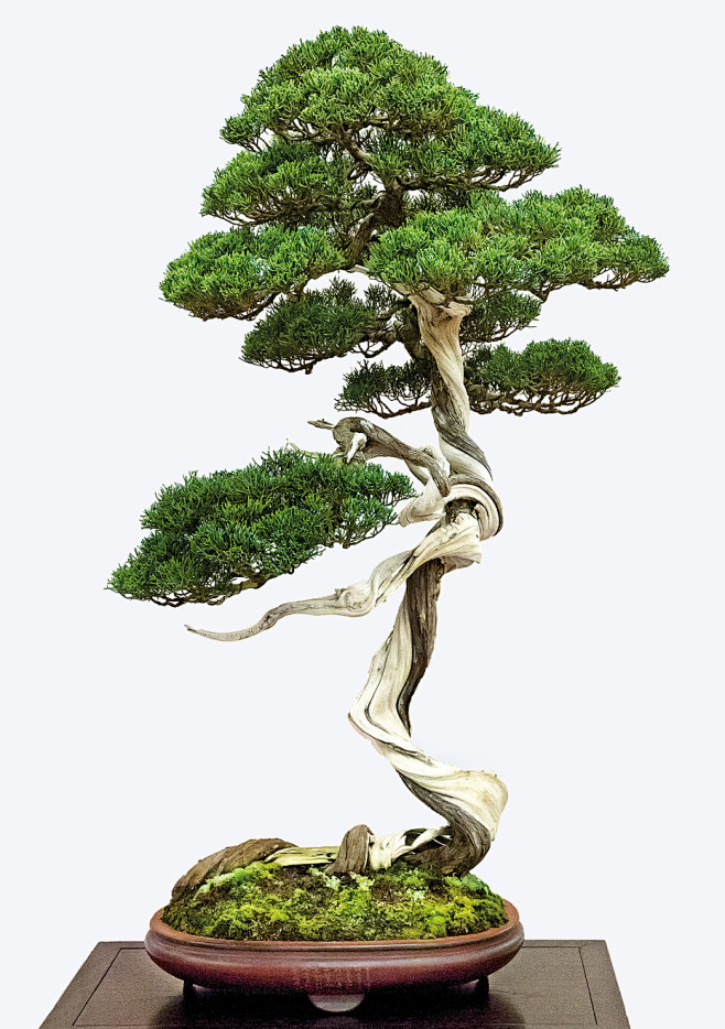 盆景植物造型样图10000例丨景观设计参考素材淘宝网