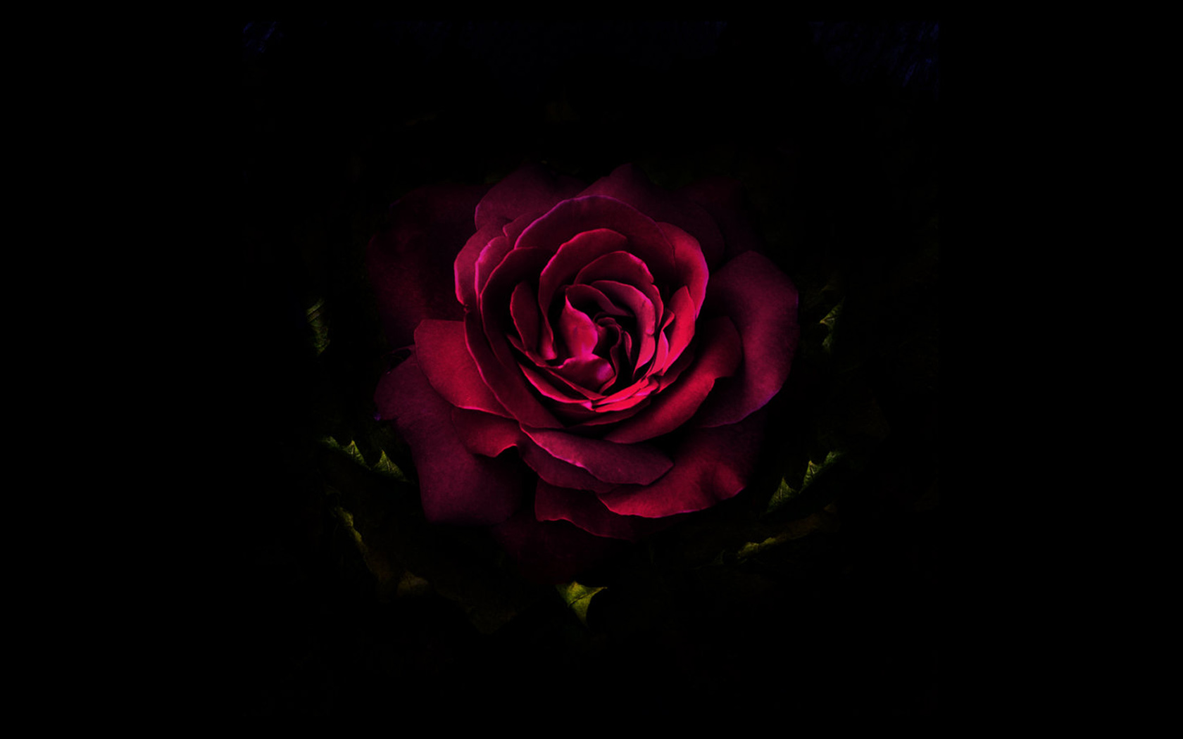 玫瑰壁纸桌面 头条搜索