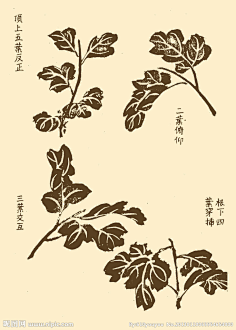 com 芥子园画谱 花卉大图 点击还原 企鹅安采集到草木花鸟(速写 采集