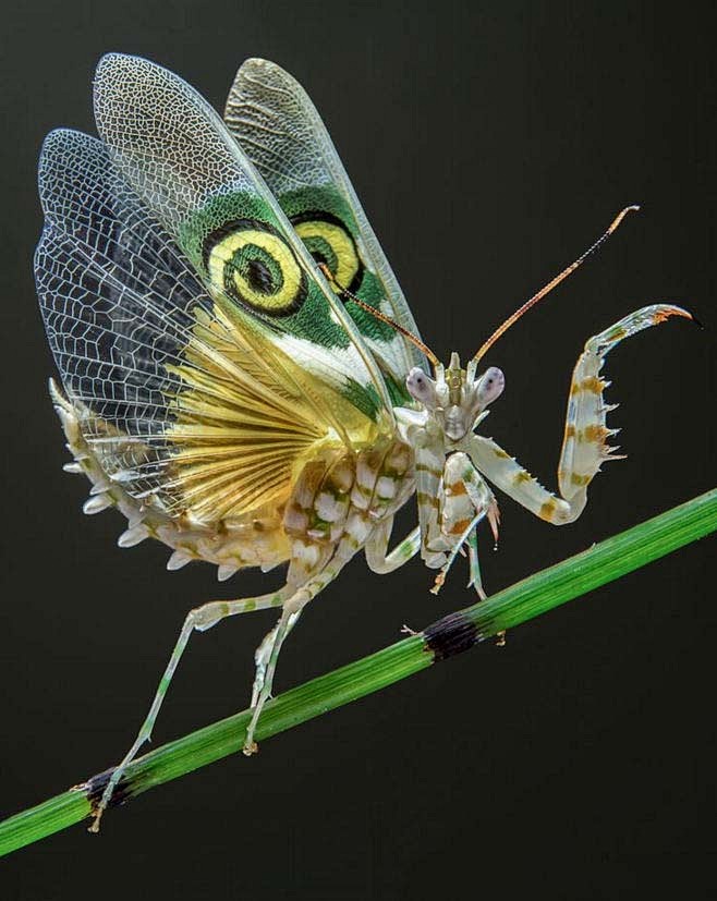 sie蚕从月色溶溶蝴蝶梦转采于2020-09-12 19:00:23螳螂动物图鉴sie蚕