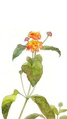 夏明采集到那些花儿
