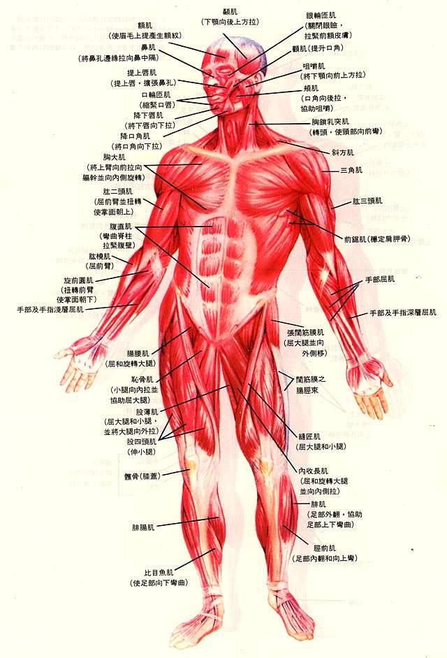 人体肌腱分布图图片