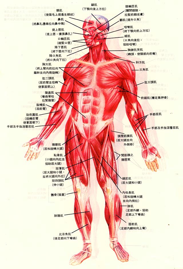 人体肌腱分布图图片