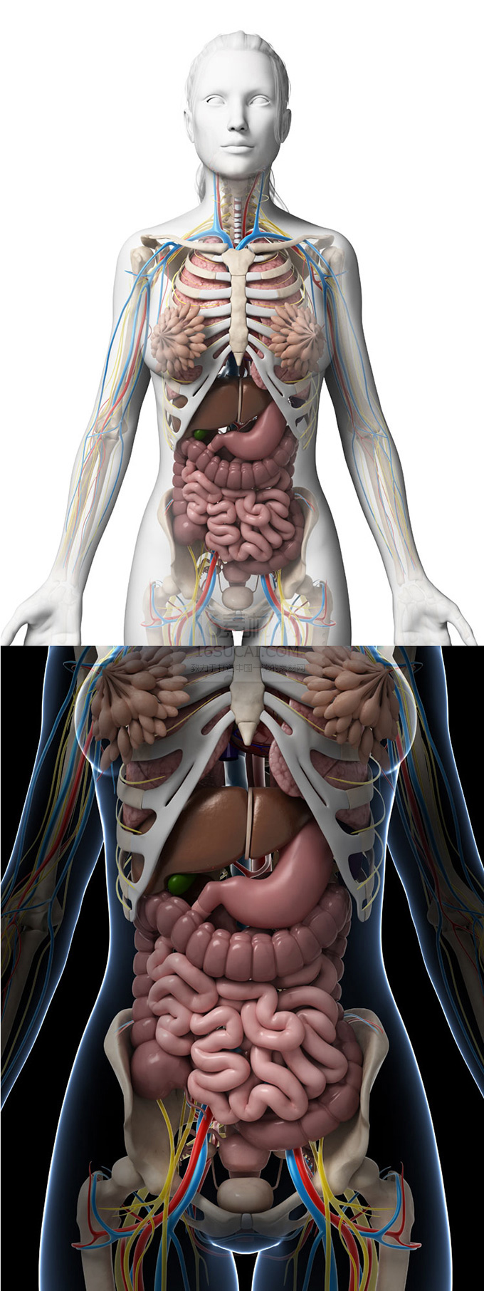 女性人体器官组织模型高清图片