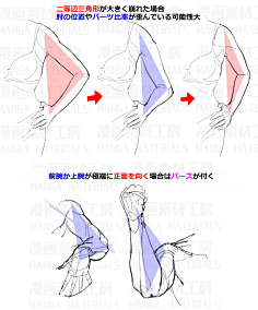 猫宿山采集到人体参考-基础—肌肉-骨骼-形体