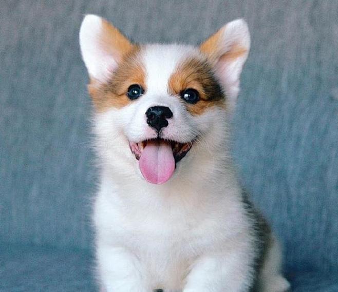 17:29:09最萌不过小柯基  ins:corgiwally狗狗朕能亮hq同采自weibo