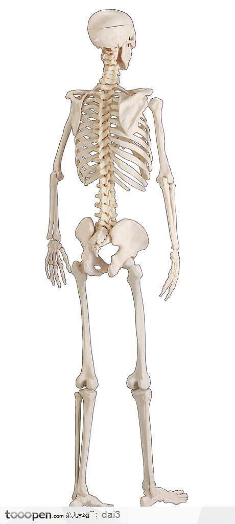 人体骨骼背面高清图图片