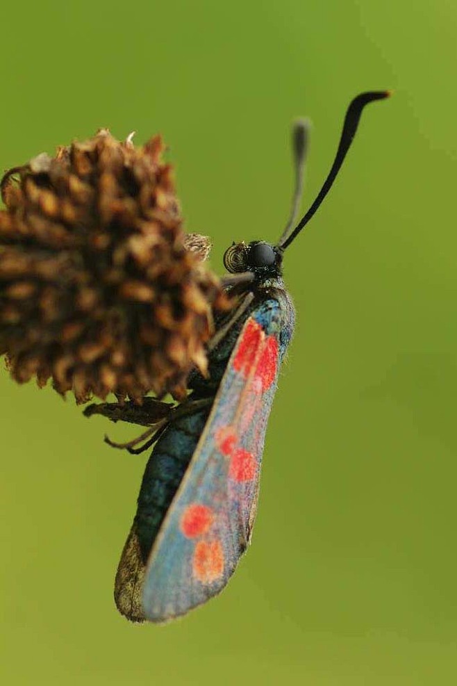 鳞翅目巢蛾总科菜蛾