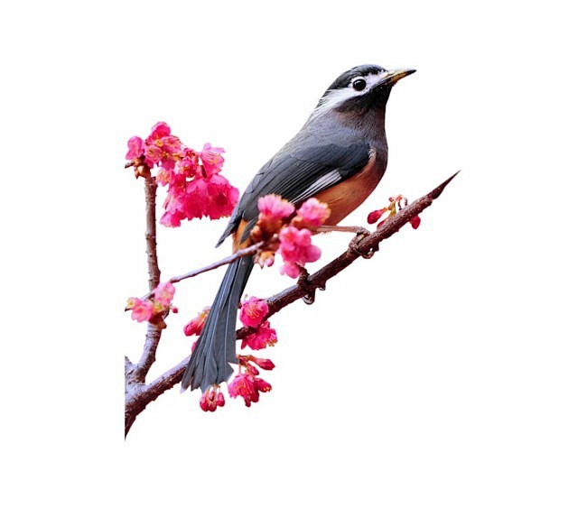 ijdk7ajs从danuvius_06转采于2018-03-20 09:40:52喜鹊落在桃花png