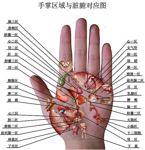 手掌区域名称图片