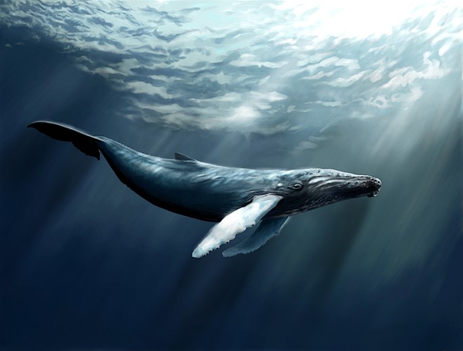 鲸鱼种类大全大图图片