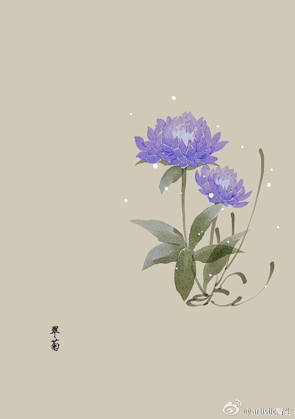 365天生日花 4月22日翠菊 China Aster 花语 坚固的爱情