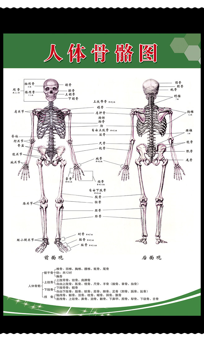身体骨骼的透视图名称图片