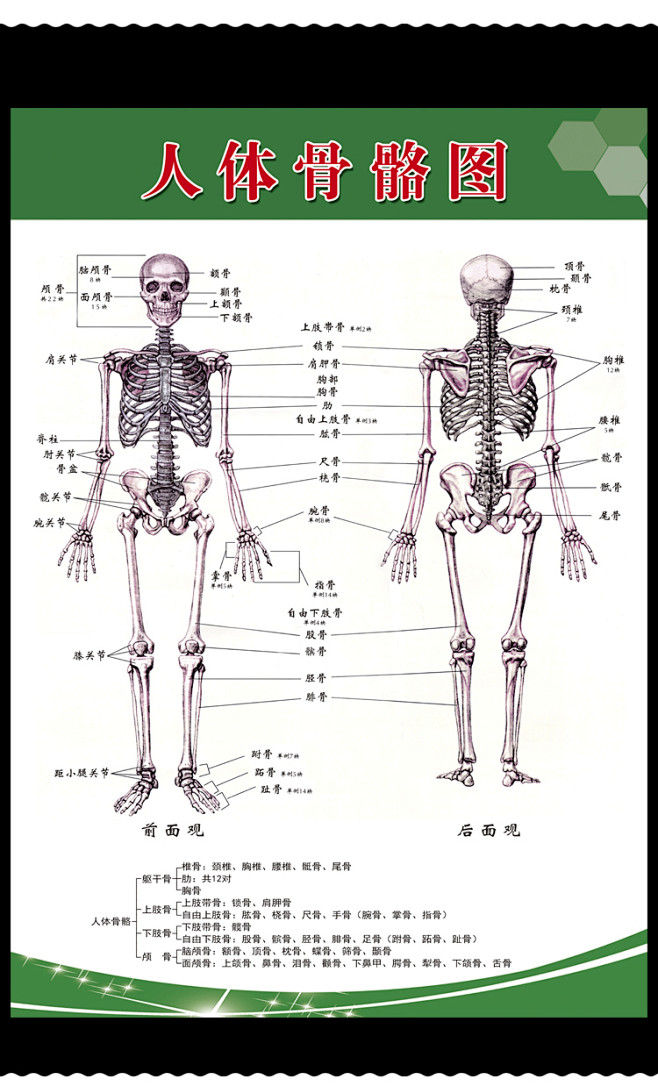 人体骨骼结构图素描