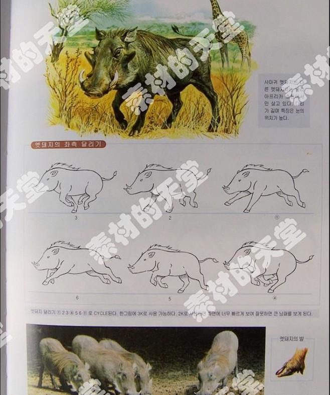 j36动物昆虫运动规律走路奔跑原画动画参考临摹动态分解图淘宝网