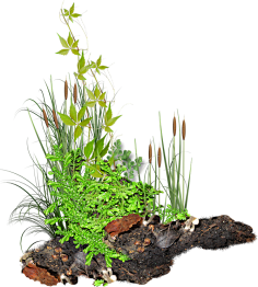 Leaf大小姐采集到绿色植物+花鸟