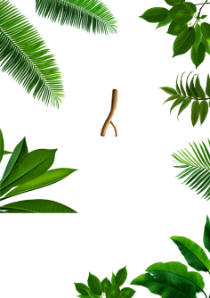 SNOOPY君采集到素材-植物.