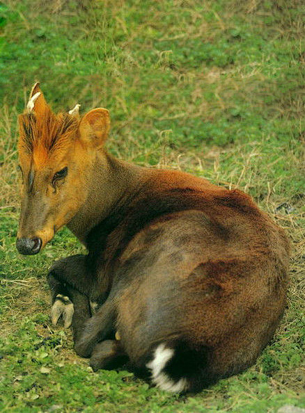 偶蹄目反刍亚目鹿科贡山麂
