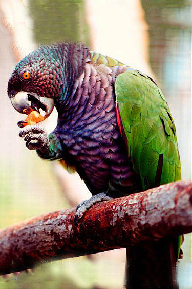 鹦形目鹦鹉科亚马逊鹦鹉属帝王亚马逊鹦鹉