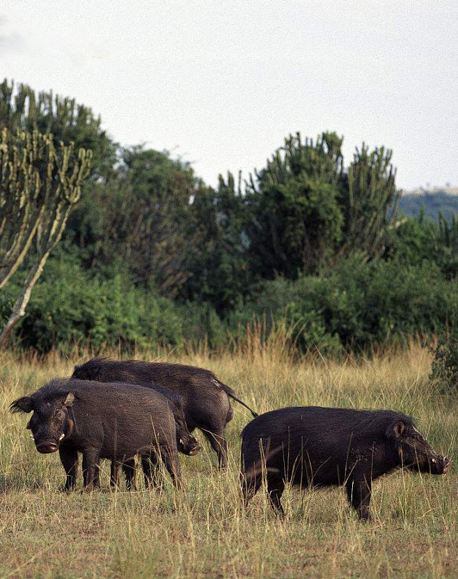 偶蹄目猪形亚目猪亚科大林猪