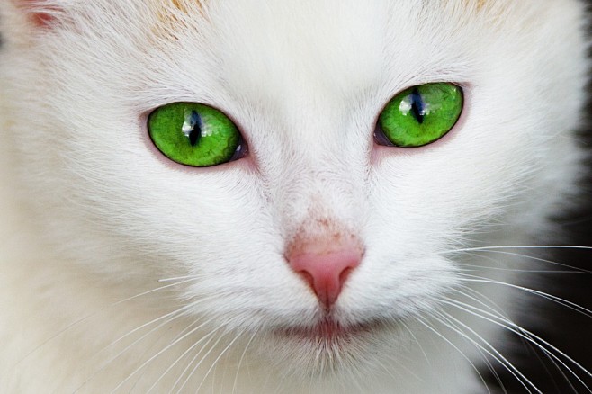 猫眼睛特写图片