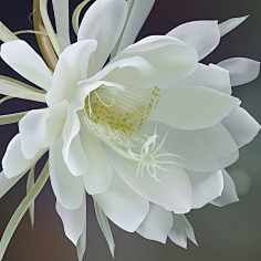 汐黛采集到花
