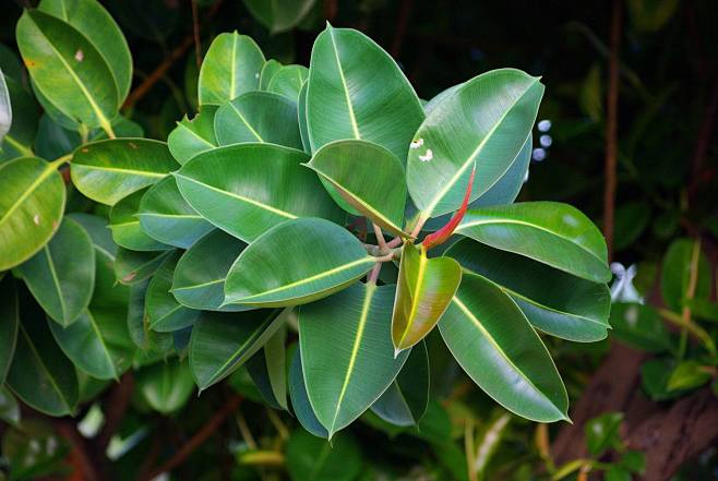 232橡皮树1别名印度橡皮树印度胶榕橡胶榕叶面暗绿色背面淡绿色