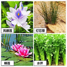 木槿轩采集到海绵城市
