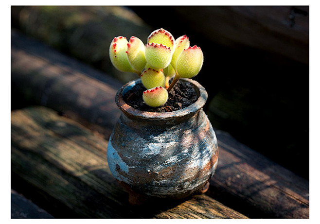 熊童子群生多头有根绿熊多肉进口多肉植物小盆栽萌肉肉花陌派云南淘宝
