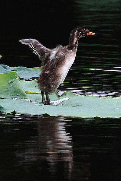 鸊鷉目鸊鷉科小鸊鷉属黑喉小鸊鷉
