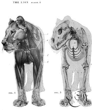 求大型猫科动物肌肉骨骼图老虎吧百度贴吧
