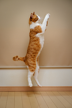 猫咪呀