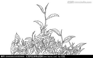 茶树-花瓣网|陪你做生活的设计师 | 茶树手绘_360图片