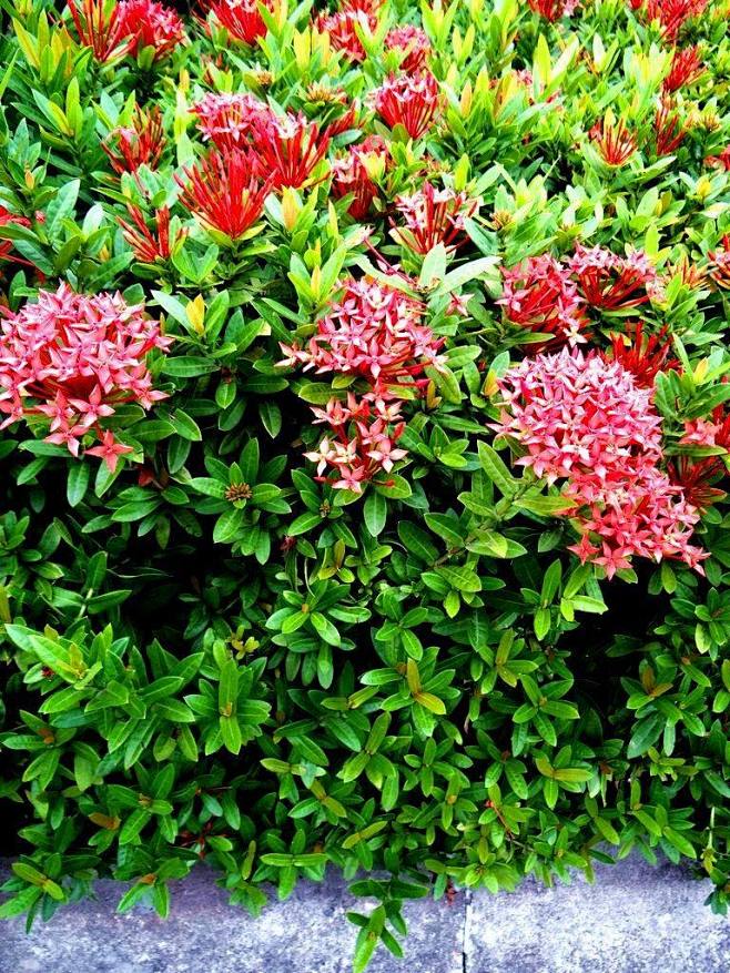 小叶龙船花常绿灌木或小乔木高可达3-4米性喜温暖,耐寒性较差,较耐荫,