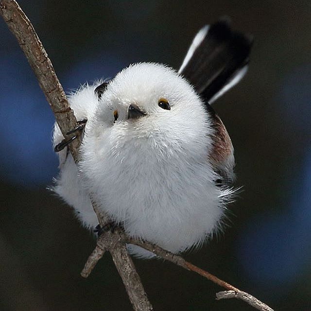 绘画参考银喉长尾山雀67676767