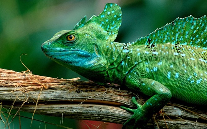basilisklizard