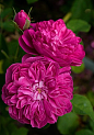 马士革玫瑰：蔷薇科蔷薇属。原产于叙利亚，十字军东征时传入中欧， 14 世纪开始在法国广为栽种。纯粹、细致的花香使冠压群芳，被广泛种植用提取玫瑰精油，而且称得上玫瑰精油中的极品。真实的大马士革玫瑰花朵本身并不算漂亮，能如此闻名主要还是凭借其花香