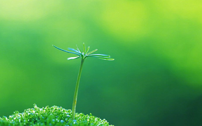 綠色護眼植物圖片電腦壁紙